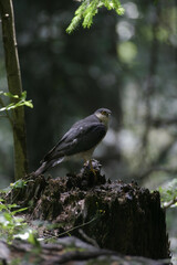 Obraz premium Sparrowhawk (Accipiter nisus) Sparviero