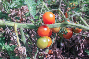 cherry tomatoes in my greenhouse