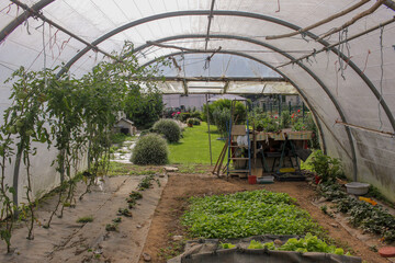 greenhouse at home for lettuce and tomatoes