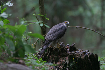 Sparrowhawk (Accipiter nisus) Sparviero