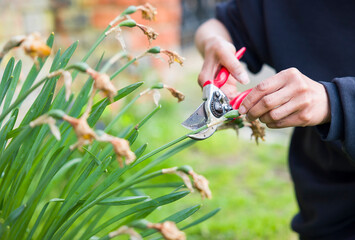 Woman deadheading daffodils in a UK garden
