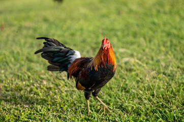 Rhode Island Red Rooster on a Green Grass Background.