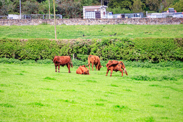 Grazing Cattle Amidst the Green Pastures