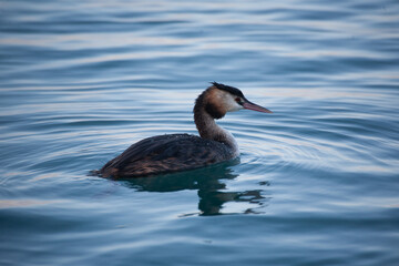 Great Crested Grebe (Podiceps cristatus)