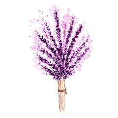 purple flower watercolor on white background botanical illustration spring