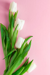 Fresh white tulips on pink background. Symbol of purity and tenderness.