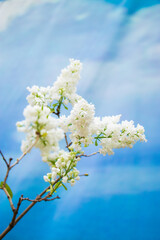 Delicate blooming white lilac on background of blue sky.