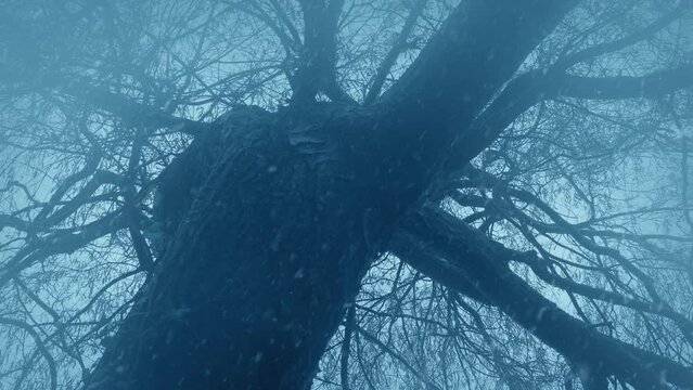 Snow Falls On Old Dead Tree In Misty Winter Woods
