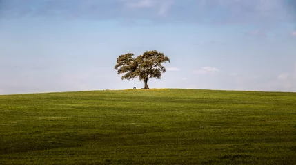 Fotobehang Árbol solitario en un campo de hierba verde en primavera © carloskoblischek