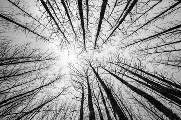 Vista dramática de un bosque con árboles sin hojas desde el suelo hacia el cielo
