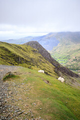 Fototapeta na wymiar Sheep on the peak of Snowdon Mountain