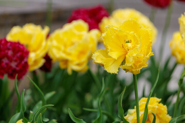 Flowers in a flower bed tulips. Greening the urban environment. Background with selective focus