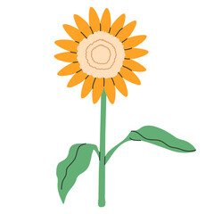 Sunflower flower with stems and leaves isolated on a white background. Cute art element. Summer plant with yellow petals drawn in doodle style.Vector illustration EPS10