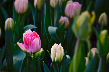 Close-up of the pink tulip flowers
