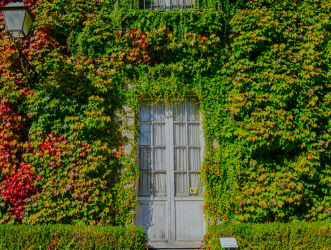 Puerta rodeada de plantas