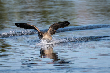 Canada goose skis across the pond water surface with wings spread while coming in for a landing