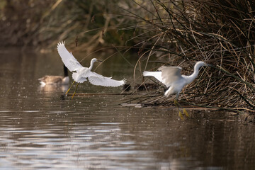 Snowy white egret waterbird glides iinto the shore vegetation to land alongside another bird