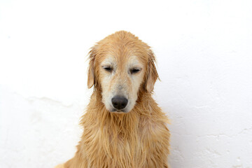 Dois cachorros da raça golden retriever nadaram na piscina, mas ficaram tristes na hora de tomar banho de mangueira.