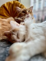 Cute ginger cat and white cat sleeping on the couch at home. Shallow depth of field. Selective focus.