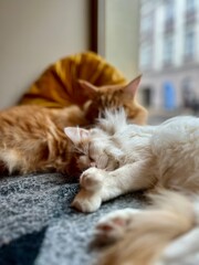 Cute ginger cat and white cat sleeping on the couch at home. Shallow depth of field. Selective focus.