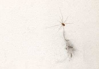 A spider Opilio parietinus crawls up a wall and dragging a clump of dust stuck to his leg