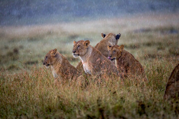 Misery Loves Company, Lions in Rain