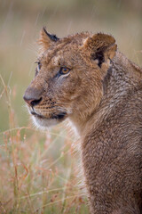 Lion, Portrait in the rain