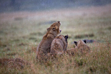 Lion Yawning in Rain