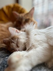 Cute ginger cat and white cat sleeping on the couch at home. Shallow depth of field. Selective focus.
