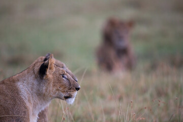 Lions Focused on Prey