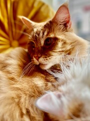 Cute ginger cat and white cat sleeping on the couch at home. Shallow depth of field. Selective focus.
