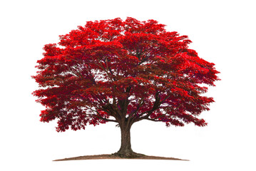 Beautiful red tree isolated on white background