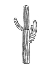 Cactus drawn with black lines.