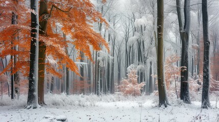 Colorful forest with rime and snow in winter in Poland