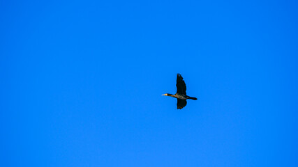 空飛ぶカワウ
