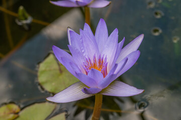 top view of beautiful violet lotus flower (water lily)with green leaves in pond violet lotus flowers blooming
