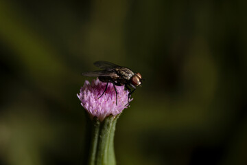 Mosca de cerdas