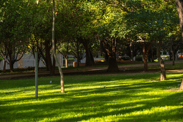 rays of sunlight illuminating the grass of an urban park surrounded by trees