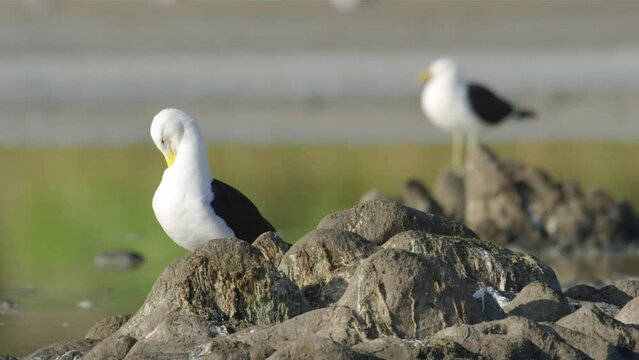 A pair, couple of Kelp Gulls (Larus dominicanus) perched near a lake. 