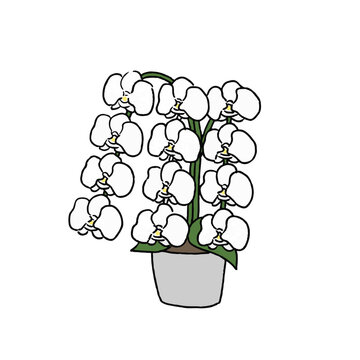 recommend clip art: シンプルな手書きの胡蝶蘭のイラスト