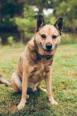 brown dog mixed breed sitting on the grass with pointed ears