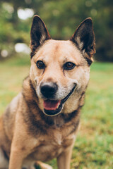 brown dog mixed breed sitting on the grass with pointed ears