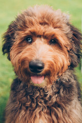 close up of a mixed breed brown shaggy dog with two different colored eyes