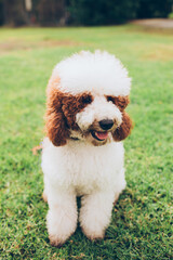 fluffy brown and white poodle mix with big hair fur sitting on the grass