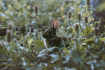 real easter bunny in an outdoor field