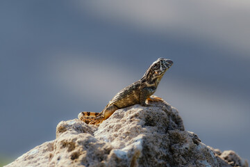 lizard taking a sunbath on the top of a rock
