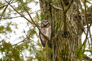 Northern Saw-whet Owl on spruce tree branch in winter