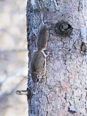 Northern Flying Squirrel  clinging upside down to tree trunk 