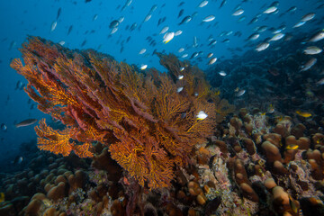 Fototapeta premium Coral reef fish swimming above pristine diverse reef in the Pacific Ocean