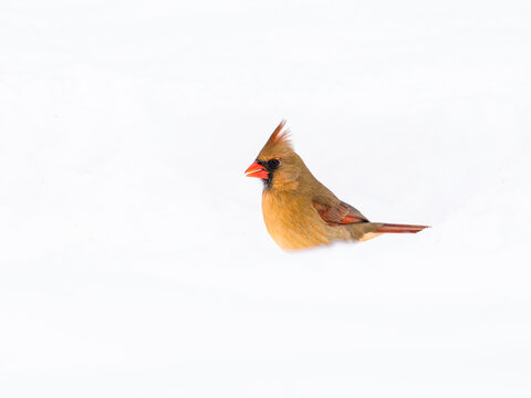 Female Northern Cardinal on snow in winter